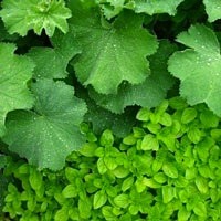 green-leaves-foliage