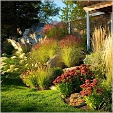 ornamental _grasses